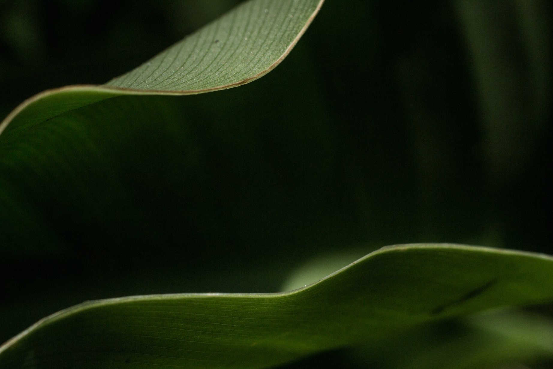 Green Plant Leaves Closeup